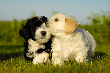Image showing Black and white puppy dogs