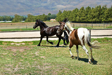 Image showing Nature, ranch and horses running on grass with trees, sunshine and natural landscape. Farming, freedom and equestrian animals on green field in countryside with energy, power or wildlife conservation