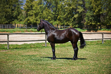 Image showing Horse, farm and stallion on grass with healthy development of animal in Texas for agriculture or equestrian. Mustang, pony and thoroughbred pet in summer, field at ranch and walk on land in nature