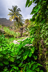 Image showing Paul Valley landscape in Santo Antao island, Cape Verde