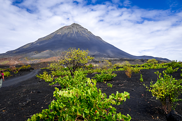 Image showing Pico do Fogo and vines in Cha das Caldeiras, Cape Verde