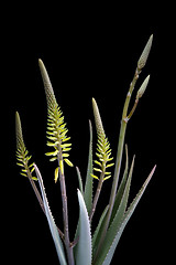 Image showing Aloe Vera with flowers on black background