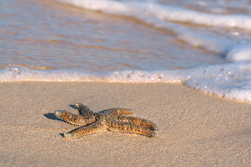 Image showing Starfish on the beach