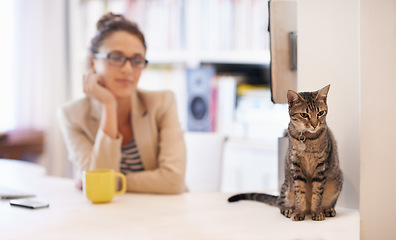 Image showing Woman, cat and home office with pet love as freelance journalist in apartment with animal for care, bonding or morning. Female person, coffee and desk at virtual worker in London, relax or connection