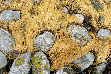 Image showing Golden wild grass intertwined with weathered stones in a natural