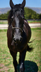 Image showing Horse, portrait and mare on grass at farm with healthy development of animal for agriculture or equestrian. Colt, pony and pet mustang in summer, field at ranch and relax in Texas countryside