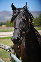 Image showing Calm horse, farm and ranch in rural countryside, spring and in equestrian harness. Mare, stallion and pet in stable meadow or pen for sunshine, outdoor exercise and healthy animal for dressage