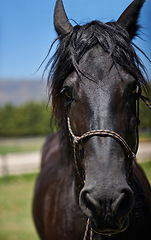 Image showing Horse, farm and ranch in countryside, portrait and in equestrian harness. Mare, stallion and pet in stable meadow or pen for sunshine, outdoor exercise and healthy animal for dressage or riding