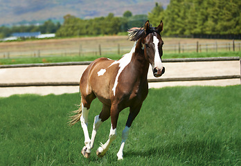 Image showing Running, horse and mare on grass at farm with healthy development of animal for agriculture or equestrian. Colt, pony and young pet mustang in summer, field at ranch and walk on land in Texas