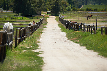 Image showing Farm, horse and ranch with dirt road in nature, eating grass and rural area in country side for agriculture production. Fresh air or animals for peace and ecology study in organic environment