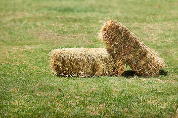 Image showing Agriculture, grass and hay in field crop, wheat and harvest in summer or autumn or fall. Farming, nature and green on countryside or landscape for livestock, plant and grain in outdoor or farmland