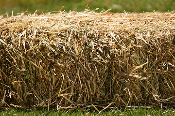 Image showing Agriculture, feed and hay in meadow field, ranch and natural sustainability farming in Texas. Grass, nature and closeup in countryside, wheat bales and farm land in USA for animal grain food harvest