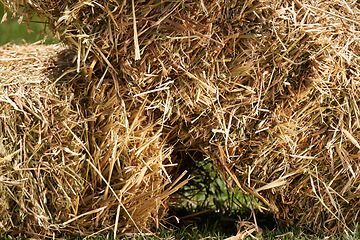 Image showing Closeup, hay and ranch in outdoor field, feed and natural sustainability farming in Texas. Grass, nature and agriculture in countryside, wheat bales and farm land in USA for animal grain food harvest