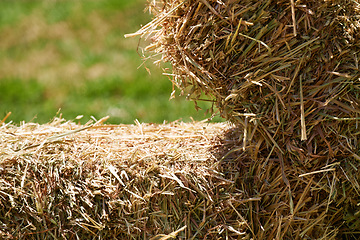 Image showing Agriculture, grass and hay on farm wheat, crop and harvest closeup in summer or autumn. Countryside, nature and green on field environment for livestock, land and grain in outdoor or farmland