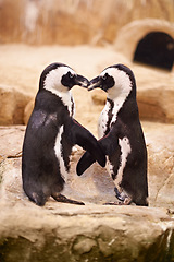 Image showing Animal, penguin and kissing at sea rocks for bonding with touch, together and affection at beach in New Zealand. Nature, boulders and marine with tap for love to socialize at aquarium and friendship