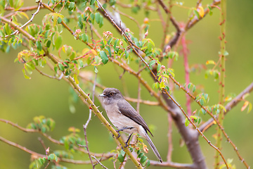 Image showing Abyssinian slaty flycatcher (Melaenornis chocolatinus), Debre Libanos Oromia Region. Wildlife and birdwatching in Ethiopia.