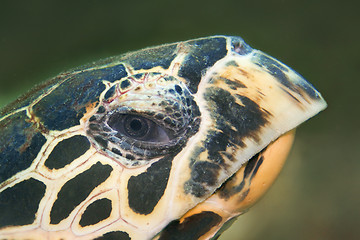 Image showing Hawksbill turtle
