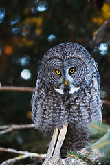 Image showing Grey owl