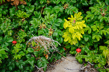 Image showing Vibrant green foliage with scarlet berries and dry twigs signali