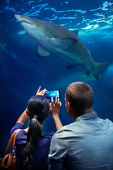 Image showing Couple, aquarium and picture of shark, display and cellphone for capture of memories. Technology, photography and social media for married man and wife, animal or rescue centre for marine life