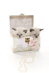 Image showing Kittens & Pearls