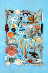 Image showing Nature Study Collage Collection of Natural Objects