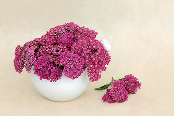 Image showing Achillea Yarrow Herb Flowers for Medicinal Remedies