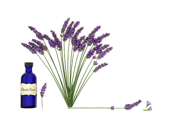 Image showing Lavender Herb Flower Aromatherapy Essential Oil Floral Design