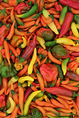 Image showing Large Collection of Hot Chili Pepper Vegetables