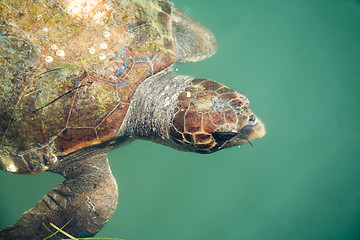 Image showing Giant sea turtle