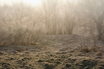 Image showing Winter, landscape and climate with snow in forest on frozen morning for weather or cold season. Earth, nature and trees in wood for conservation of misty ecosystem, environment or natural habitat