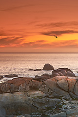 Image showing Ocean, sunset or seagull flying in air with rocks or sustainable environment of birds in nature. Golden sky, clouds or sunlight on water on beach, calm or cape town for tourist destination to travel