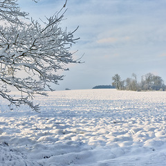 Image showing Trees, sky and snow in winter with landscape of nature, environment and cold weather outdoor. Icy ground, natural background with travel or tourism, ice with frozen location or destination in Alaska