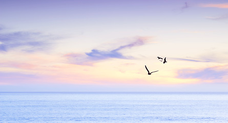 Image showing Ocean, sunrise and seagull flying in air in morning and tropical island with birds in nature. Blue sky, clouds and sunlight on water on beach, calm and cape town for tourist destination to travel