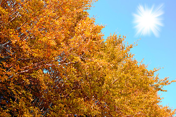 Image showing Tree, autumn and leaves with sun of natural scenery, outdoor woods or season change in nature. Closeup of branches, bush or trunk with leaf foliage, sunshine or blue sky in eco friendly environment