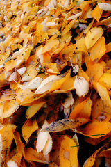 Image showing Autumn, leaves and countryside with natural season of change, outdoor woods or foliage in nature. Closeup of fallen orange, brown and yellow leafs on ground with growth of an eco friendly environment