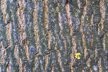 Image showing ash bark texture