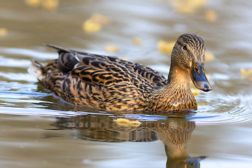 Image showing beautiful mallard hen closeup