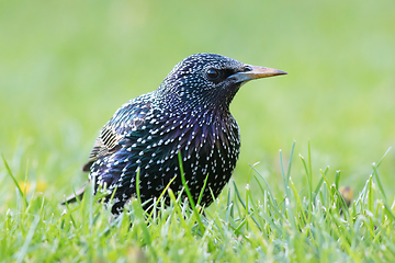 Image showing colorful adult grey starling on lawn