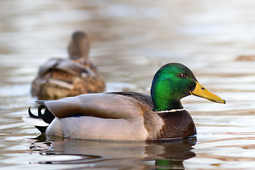 Image showing colorful mallard drake