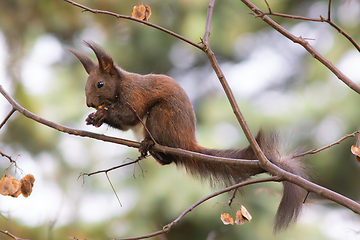 Image showing cute red squirrel eating nut