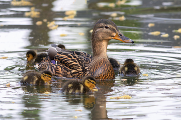 Image showing female mallard with young chicks