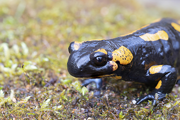 Image showing portrait of colorful fire salamander