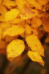 Image showing Autumn, leaves and natural growth with season of change, fall or outdoor foliage in nature. Closeup of orange and yellow leafs or plant on tree branch or stem of eco friendly environment outside