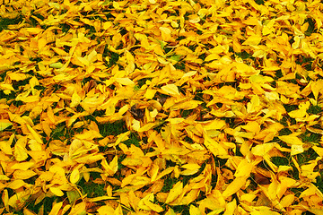 Image showing Autumn, leaves and natural season with change, outdoor woods or foliage on green grass in nature. Closeup of fallen orange, brown and yellow leafs on ground with growth of an eco friendly environment