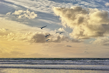 Image showing Beach, ocean and birds with blue sky, clouds and water on shoreline with sunshine. Waves, sunrise and dawn in seaside San Diego, coastal migration or moving of animals and horizon outdoors in nature