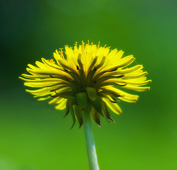Image showing Dandelion, flower closeup and nature outdoor with environment, Spring and natural background. Ecology, landscape or wallpaper with plant in garden or park, growth and green with blossom for botany