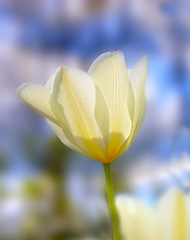 Image showing Tulip, flower closeup and nature outdoor with environment, Spring and natural background. Ecology, landscape or wallpaper with plant in garden or park, growth and green with blossom for botany