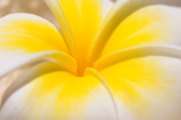 Image showing Frangipani, flower closeup and nature outdoor with environment, Spring and natural background. Ecology, landscape or wallpaper with tropical plant in garden, growth and green with blossom for botany