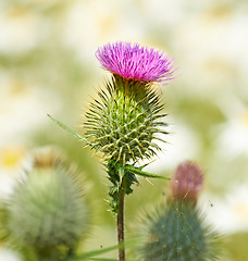 Image showing Thistle, flower closeup and nature outdoor with environment, Spring and natural background. Ecology, landscape or wallpaper with plant in garden or park, growth and green with blossom for botany